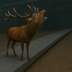 La fameuse brame du cerf