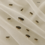 Les fameuses puces tulle